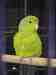 Parrotlet
