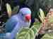 Indian Ringneck Parakeet