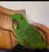 Eclectus
