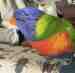 Lory / Lorikeet