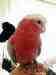 Galah Cockatoo