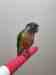 Conure