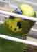 Budgerigar