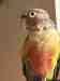 Conure