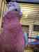 Galah Cockatoo