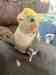 Cockatiel