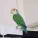 Lovebird