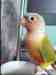 Conure