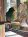 Eclectus