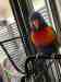 Lory / Lorikeet