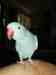 Indian Ringneck Parakeet