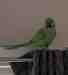 Indian Ringneck Parakeet