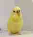 Budgerigar