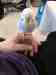 Budgerigar