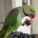 Alexandrine