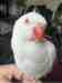 Indian Ringneck Parakeet