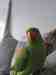Indian Ringneck Parakeet