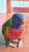 Lory / Lorikeet