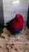 Eclectus