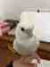 Cockatiel
