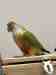 Conure