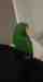 Eclectus