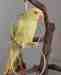 Indian Ringneck Parakeet