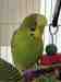 Budgerigar