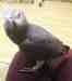 African Grey