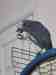 African Grey