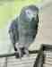 African Grey