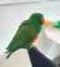 Eclectus