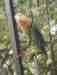 Lovebird