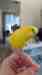 Budgerigar