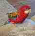Rosella