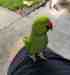 Indian Ringneck Parakeet