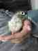 Conure