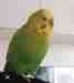 Budgerigar