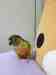 Conure