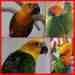 Conure