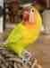 Lovebird