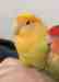 Lovebird