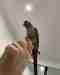 Conure