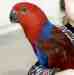 Eclectus