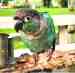 Conure