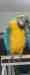 Macaw