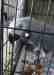 African Grey