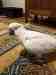 Cockatoo