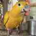 Conure