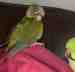 Conure